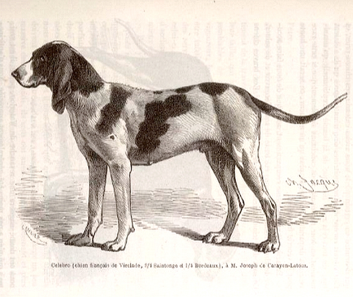 Chien de Virelade - Illustration tirée de La Vie à la Campagne (Mai 1863)